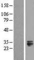 TMED6 Protein - Western validation with an anti-DDK antibody * L: Control HEK293 lysate R: Over-expression lysate