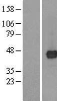 TMED8 Protein - Western validation with an anti-DDK antibody * L: Control HEK293 lysate R: Over-expression lysate