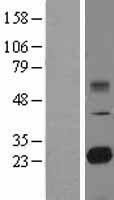 TMED9 Protein - Western validation with an anti-DDK antibody * L: Control HEK293 lysate R: Over-expression lysate
