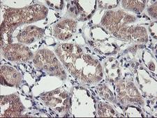 TMEFF2 Antibody - IHC of paraffin-embedded Human Kidney tissue using anti-TMEFF2 mouse monoclonal antibody.