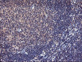 TMEFF2 Antibody - IHC of paraffin-embedded Human tonsil using anti-TMEFF2 mouse monoclonal antibody.