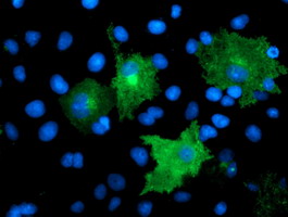 TMEFF2 Antibody - Anti-TMEFF2 mouse monoclonal antibody immunofluorescent staining of COS7 cells transiently transfected by pCMV6-ENTRY TMEFF2.