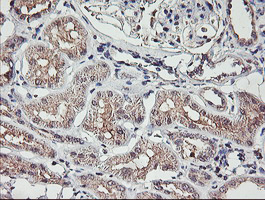 TMEFF2 Antibody - IHC of paraffin-embedded Human Kidney tissue using anti-TMEFF2 mouse monoclonal antibody. (Heat-induced epitope retrieval by 10mM citric buffer, pH6.0, 100C for 10min).