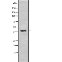 TMEFF2 Antibody - Western blot analysis of TMEFF2 using RAW264.7 whole cells lysates