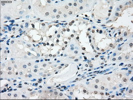 TMEM100 Antibody - IHC of paraffin-embedded Kidney tissue using anti-TMEM100 mouse monoclonal antibody. (Dilution 1:50).