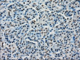 TMEM100 Antibody - IHC of paraffin-embedded pancreas tissue using anti-TMEM100 mouse monoclonal antibody. (Dilution 1:50).