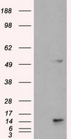 TMEM100 Antibody - HEK293T cells were transfected with the pCMV6-ENTRY control (Left lane) or pCMV6-ENTRY TMEM100 (Right lane) cDNA for 48 hrs and lysed. Equivalent amounts of cell lysates (5 ug per lane) were separated by SDS-PAGE and immunoblotted with anti-TMEM100.