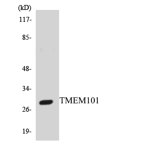 TMEM101 Antibody - Western blot analysis of the lysates from HepG2 cells using TMEM101 antibody.