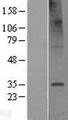 TMEM106C Protein - Western validation with an anti-DDK antibody * L: Control HEK293 lysate R: Over-expression lysate