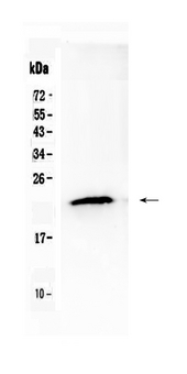 TMEM107 Antibody - Western blot - Anti-TMEM107 Picoband Antibody