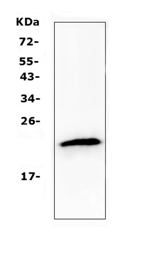 TMEM107 Antibody - Western blot analysis of TMEM107 using anti-TMEM107 antibody. Electrophoresis was performed on a 5-20% SDS-PAGE gel at 70V (Stacking gel) / 90V (Resolving gel) for 2-3 hours. The sample well of each lane was loaded with 50ug of sample under reducing conditions. Lane 1: MCF-7 whole cell lysates. After Electrophoresis, proteins were transferred to a Nitrocellulose membrane at 150mA for 50-90 minutes. Blocked the membrane with 5% Non-fat Milk/ TBS for 1.5 hour at RT. The membrane was incubated with rabbit anti-TMEM107 antigen affinity purified polyclonal antibody at 0.5 µg/mL overnight at 4°C, then washed with TBS-0.1% Tween 3 times with 5 minutes each and probed with a goat anti-rabbit IgG-HRP secondary antibody at a dilution of 1:10000 for 1.5 hour at RT. The signal is developed using an Enhanced Chemiluminescent detection (ECL) kit with Tanon 5200 system. A specific band was detected for TMEM107 at approximately 22KD. The expected band size for TMEM107 is at 16KD.