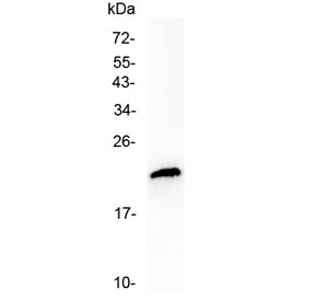 TMEM107 Antibody - Western blot testing of human MCF7 cell lysate with TMEM107 antibody at 0.5ug/ml. Predicted molecular weight ~16 kDa, routinely observed at ~19 kDa.