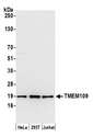 TMEM109 Antibody - Detection of human TMEM109 by western blot. Samples: Whole cell lysate (15 µg) from HeLa, HEK293T, and Jurkat cells prepared using NETN lysis buffer. Antibody: Affinity purified rabbit anti-TMEM109 antibody used for WB at 1:1000. Detection: Chemiluminescence with an exposure time of 30 seconds.