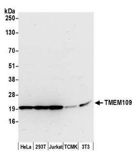 TMEM109 Antibody - Detection of human and mouse TMEM109 by western blot. Samples: Whole cell lysate (50 µg) from HeLa, HEK293T, Jurkat, mouse TCMK-1, and mouse NIH 3T3 cells prepared using NETN lysis buffer. Antibody: Affinity purified rabbit anti-TMEM109 antibody used for WB at 1:1000. Detection: Chemiluminescence with an exposure time of 30 seconds.