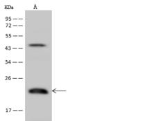 TMEM109 Antibody - Anti-TMEM109 rabbit polyclonal antibody at 1:500 dilution. Lane A: U-251 MG Whole Cell Lysate. Lysates/proteins at 30 ug per lane. Secondary: Goat Anti-Rabbit IgG (H+L)/HRP at 1/10000 dilution. Developed using the ECL technique. Performed under reducing conditions. Predicted band size: 20 kDa. Observed band size: 22 kDa.