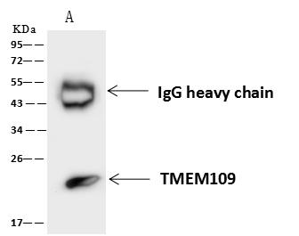 TMEM109 Antibody - TMEM109 was immunoprecipitated using: Lane A: 0.5 mg U-251MG Whole Cell Lysate. 4 uL anti-TMEM109 rabbit polyclonal antibody and 60 ug of Immunomagnetic beads Protein A/G. Primary antibody: Anti-TMEM109 rabbit polyclonal antibody, at 1:100 dilution. Secondary antibody: Goat Anti-Rabbit IgG (H+L)/HRP at 1/10000 dilution. Developed using the ECL technique. Performed under reducing conditions. Predicted band size: 20 kDa. Observed band size: 20 kDa.