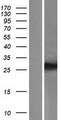 TMEM116 Protein - Western validation with an anti-DDK antibody * L: Control HEK293 lysate R: Over-expression lysate