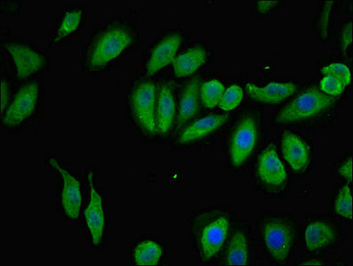 TMEM120B Antibody - Immunofluorescent analysis of A549 cells using TMEM120B Antibody at dilution of 1:100 and Alexa Fluor 488-congugated AffiniPure Goat Anti-Rabbit IgG(H+L)