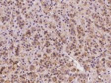TMEM128 Antibody - Immunochemical staining of human TMEM128 in human adrenal gland with rabbit polyclonal antibody at 1:100 dilution, formalin-fixed paraffin embedded sections.