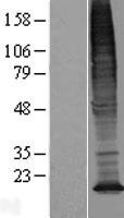 TMEM128 Protein - Western validation with an anti-DDK antibody * L: Control HEK293 lysate R: Over-expression lysate