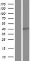 TMEM129 Protein - Western validation with an anti-DDK antibody * L: Control HEK293 lysate R: Over-expression lysate
