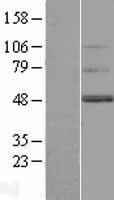TMEM130 Protein - Western validation with an anti-DDK antibody * L: Control HEK293 lysate R: Over-expression lysate
