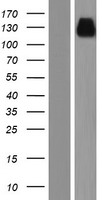 TMEM132B Protein - Western validation with an anti-DDK antibody * L: Control HEK293 lysate R: Over-expression lysate