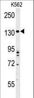 TMEM132D Antibody - TMEM132D Antibody western blot of K562 cell line lysates (35 ug/lane). The TMEM132D antibody detected the TMEM132D protein (arrow).