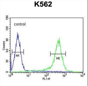 TMEM132D Antibody - TMEM132D Antibody flow cytometry of K562 cells (right histogram) compared to a negative control cell (left histogram). FITC-conjugated goat-anti-rabbit secondary antibodies were used for the analysis.