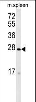TMEM134 Antibody - TMEM134 Antibody western blot of mouse spleen tissue lysates (35 ug/lane). The TMEM134 antibody detected TMEM134 protein (arrow).