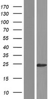 TMEM134 Protein - Western validation with an anti-DDK antibody * L: Control HEK293 lysate R: Over-expression lysate