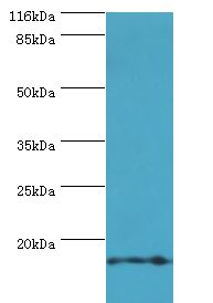 TMEM141 Antibody - Western blot. All lanes: TMEM141 antibody at 2 ug/ml+HeLa whole cell lysate. Secondary antibody: goat polyclonal to rabbit at 1:10000 dilution. Predicted band size: 12 kDa. Observed band size: 12 kDa.  This image was taken for the unconjugated form of this product. Other forms have not been tested.