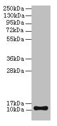 TMEM141 Antibody - Western blot All lanes: TMEM141 antibody at 2µg/ml + Hela whole cell lysate Secondary Goat polyclonal to rabbit IgG at 1/10000 dilution Predicted band size: 12 kDa Observed band size: 12 kDa