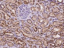 TMEM143 Antibody - Immunochemical staining of human TMEM143 in human kidney with rabbit polyclonal antibody at 1:500 dilution, formalin-fixed paraffin embedded sections.