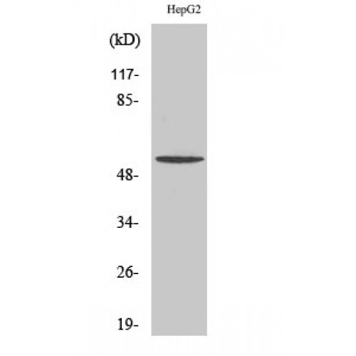 TMEM145 Antibody - Western blot of TMEM145 antibody