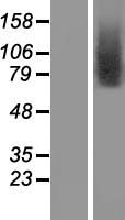 TMEM146 Protein - Western validation with an anti-DDK antibody * L: Control HEK293 lysate R: Over-expression lysate