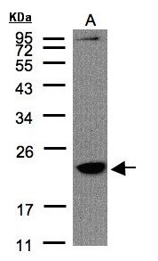 TMEM147 Antibody - Sample (30 ug of whole cell lysate). A: Raji. 12% SDS PAGE. TMEM147 antibody diluted at 1:1500