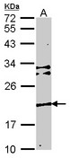TMEM147 Antibody - Sample (30 ug of whole cell lysate). A: NIH-3T3. 12% SDS PAGE. Transmembrane protein 147 antibody. TMEM147 antibody diluted at 1:1000.