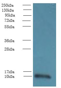 TMEM14A Antibody - Western blot. All lanes: TMEM14A antibody at 0.8 ug/ml+ PC-3 whole cell lysate Goat polyclonal to rabbit at 1:10000 dilution. Predicted band size: 11 kDa. Observed band size: 11 kDa.
