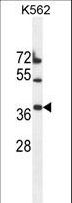 TMEM150B Antibody - TMEM150B Antibody western blot of K562 cell line lysates (35 ug/lane). The TMEM150B antibody detected the TMEM150B protein (arrow).
