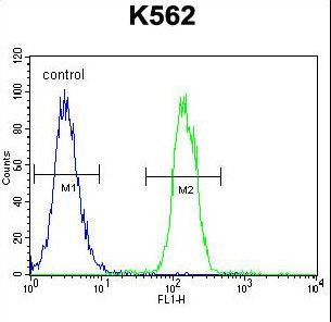 TMEM151B Antibody - TMEM151B Antibody flow cytometry of K562 cells (right histogram) compared to a negative control cell (left histogram). FITC-conjugated goat-anti-rabbit secondary antibodies were used for the analysis.