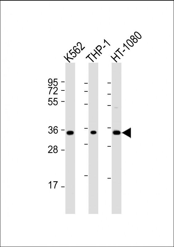 TMEM158 / RIS1 Antibody - All lanes: Anti-TMEM158 Antibody (C-Term) at 1:2000 dilution. Lane 1: K562 whole cell lysate. Lane 2: THP-1 whole cell lysate. Lane 3: HT-1080 whole cell lysate Lysates/proteins at 20 ug per lane. Secondary Goat Anti-Rabbit IgG, (H+L), Peroxidase conjugated at 1:10000 dilution. Predicted band size: 30 kDa. Blocking/Dilution buffer: 5% NFDM/TBST.