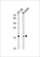 TMEM160 Antibody - Western blot of lysates from HT-29 cell line, mouse brain tissue lysate (from left to right), using TMEM160 antibody diluted at 1:1000 at each lane. A goat anti-rabbit IgG H&L (HRP) at 1:10000 dilution was used as the secondary antibody. Lysates at 20 ug per lane.