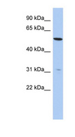 TMEM161B Antibody - TMEM161B antibody Western blot of HepG2 cell lysate. This image was taken for the unconjugated form of this product. Other forms have not been tested.