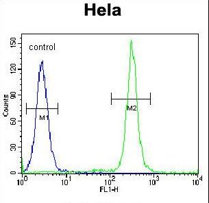 TMEM165 Antibody - TM165 Antibody flow cytometry of HeLa cells (right histogram) compared to a negative control cell (left histogram). FITC-conjugated goat-anti-rabbit secondary antibodies were used for the analysis.