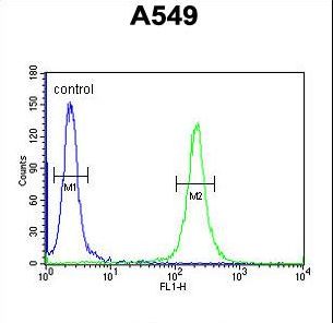 TMEM168 Antibody - TM168 Antibody flow cytometry of A549 cells (right histogram) compared to a negative control cell (left histogram). FITC-conjugated goat-anti-rabbit secondary antibodies were used for the analysis.