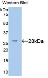 TMEM173 / STING Antibody - Western blot of recombinant TMEM173 / STING.  This image was taken for the unconjugated form of this product. Other forms have not been tested.