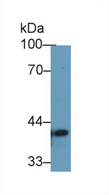 TMEM173 / STING Antibody - Western Blot; Sample: Human 293T cell lysate; Primary Ab: 1µg/ml Rabbit Anti-Human TMEM173 Antibody Second Ab: 0.2µg/mL HRP-Linked Caprine Anti-Rabbit IgG Polyclonal Antibody