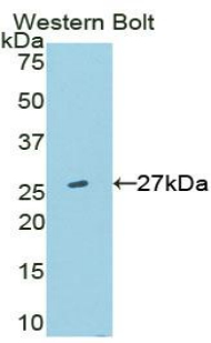 TMEM173 / STING Antibody - Western blot of recombinant TMEM173 / STING.  This image was taken for the unconjugated form of this product. Other forms have not been tested.