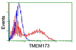 TMEM173 / STING Antibody - HEK293T cells transfected with either overexpress plasmid (Red) or empty vector control plasmid (Blue) were immunostained by anti-TMEM173 antibody, and then analyzed by flow cytometry.